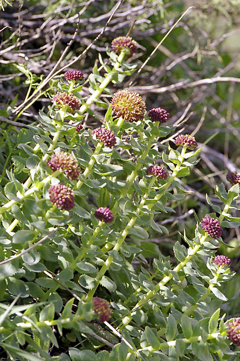 Изображение особи Rhodiola heterodonta.