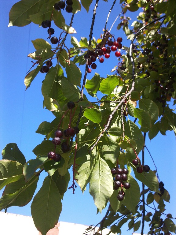 Image of Padus virginiana specimen.