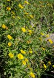 Inula britannica