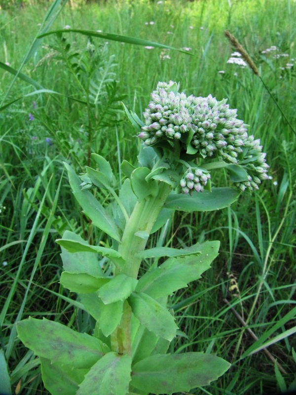 Изображение особи Hylotelephium triphyllum.