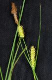 Carex songorica. Соцветие. Казахстан, Кызылординская обл., Жанакорганский р-н, хр. Каратау, пойма р. Бесарык. 29.04.2011.