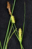 Carex songorica