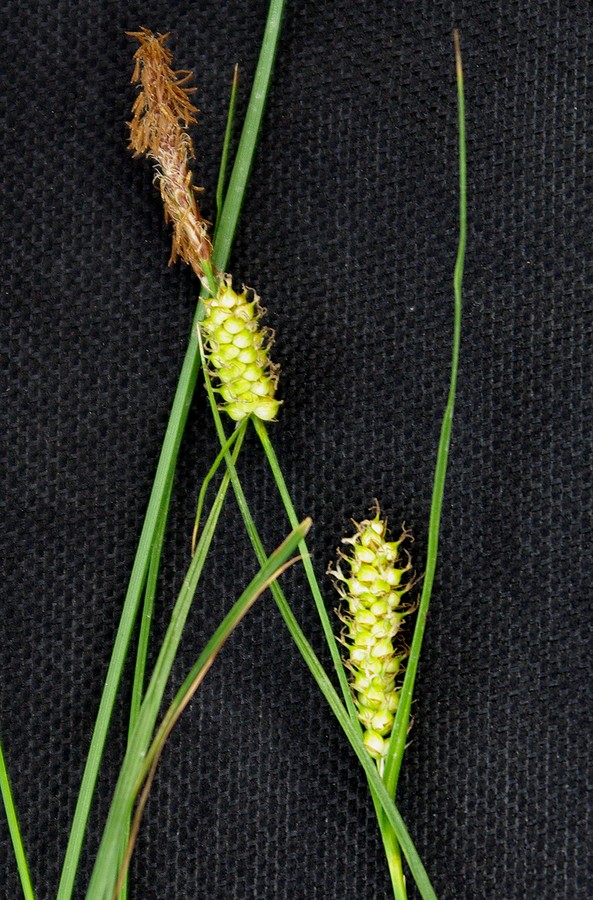 Изображение особи Carex songorica.