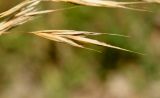 Bromopsis × taurica. Колосок. Крым, Бахчисарайский р-н, окр. с. Трудолюбовка. 20.07.2011.