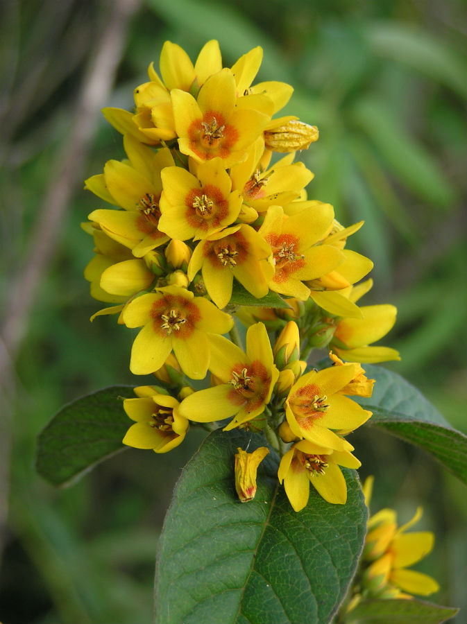 Изображение особи Lysimachia vulgaris.