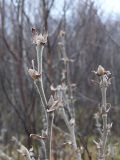 Salix lanata