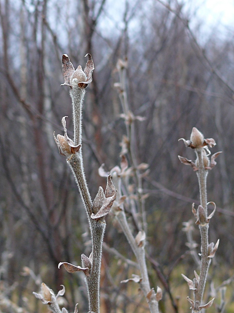 Изображение особи Salix lanata.