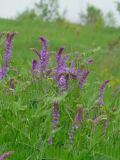 Vicia tenuifolia