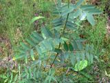 Hedysarum alpinum