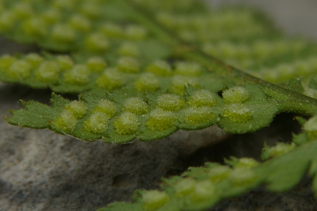 Image of Dryopteris villarii specimen.
