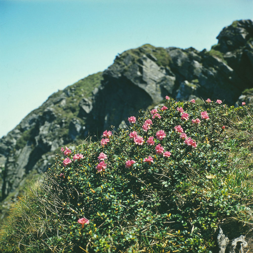 Изображение особи Rhododendron kotschyi.