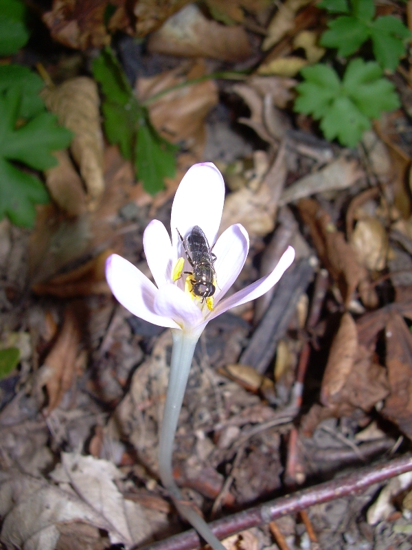 Image of Colchicum umbrosum specimen.