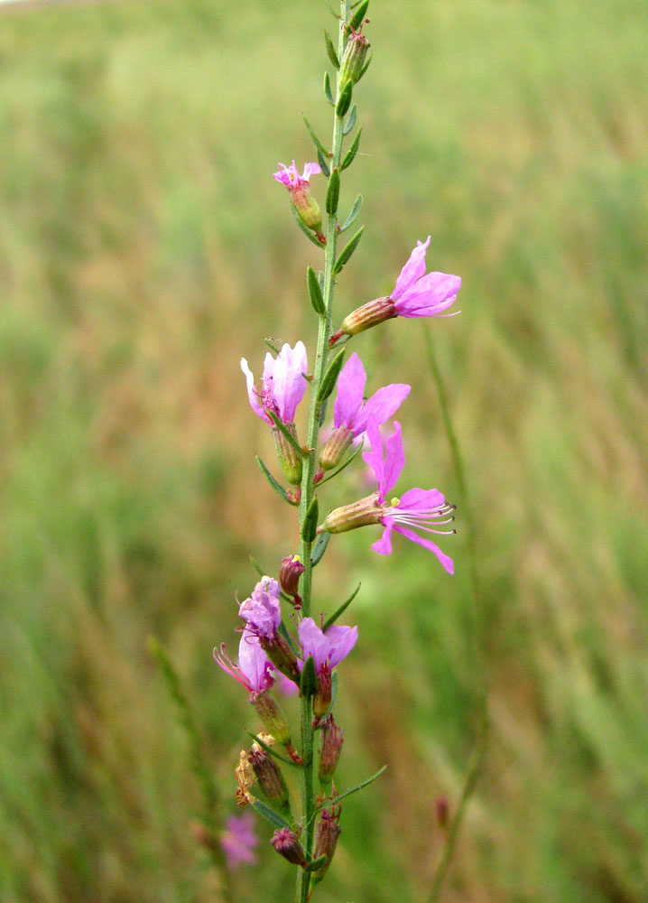 Image of Lythrum virgatum specimen.