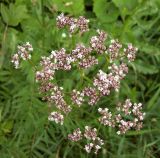 Valeriana officinalis