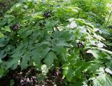 Actaea spicata