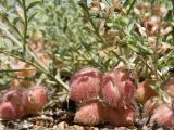 Astragalus pallasii