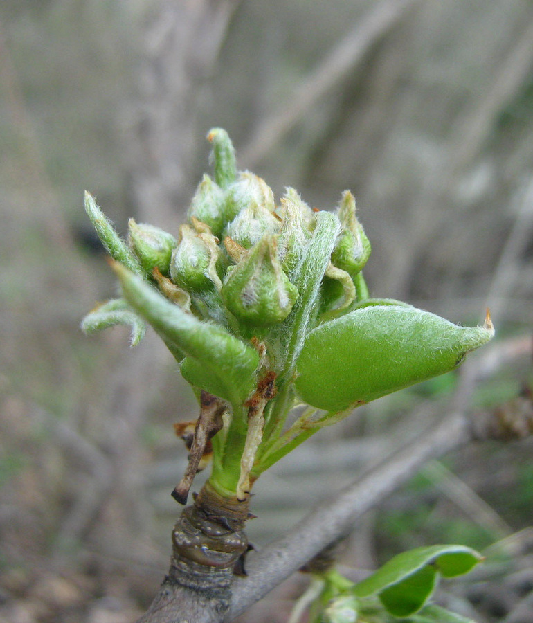 Image of genus Pyrus specimen.