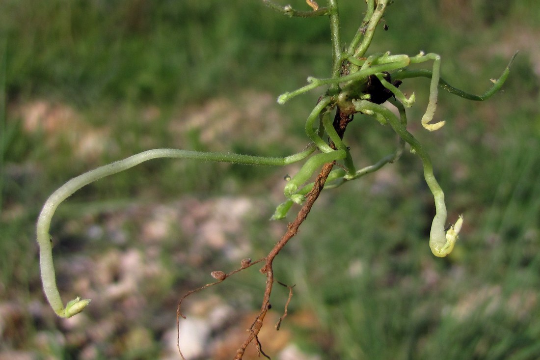 Изображение особи Vicia amphicarpa.