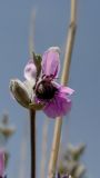 Stachys inflata