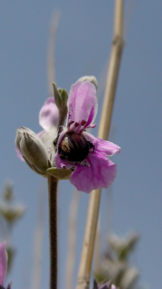 Изображение особи Stachys inflata.