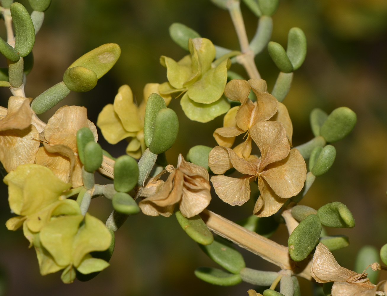 Изображение особи Tetraena dumosa.