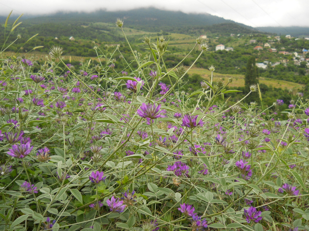 Изображение особи Psoralea bituminosa ssp. pontica.