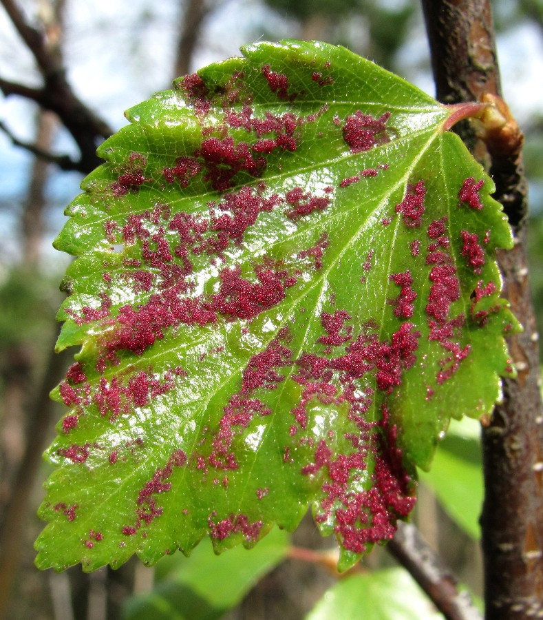 Image of genus Betula specimen.