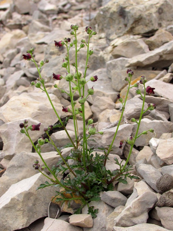 Image of Scrophularia exilis specimen.