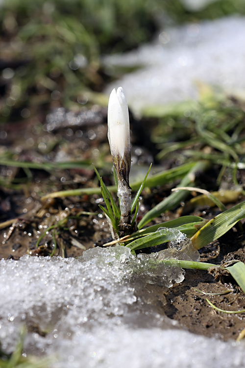 Image of Crocus alatavicus specimen.