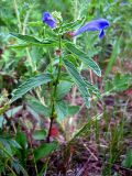 Scutellaria galericulata. Цветущее растение. Республика Саха (Якутия), Томпонский р-н, с. Кескил. 19.06.2012.