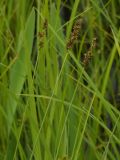 Carex diandra