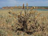 Klasea erucifolia. Плодоносящее растение. Западное побережье Крыма, окр. мыса Лукулл, степь. 30 июня 2012 г.