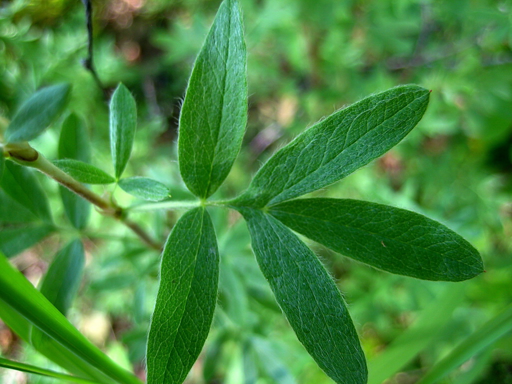 Изображение особи Dasiphora fruticosa.