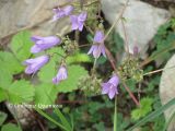 genus Campanula