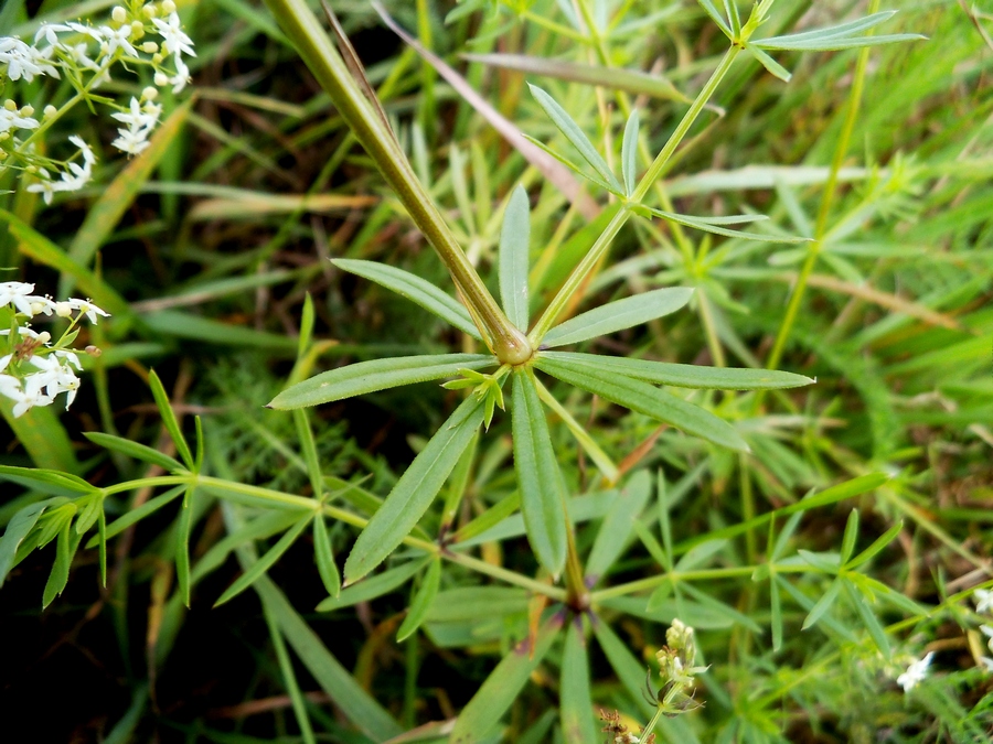 Image of Galium mollugo specimen.