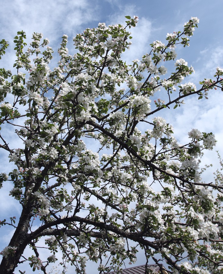 Изображение особи Malus domestica.