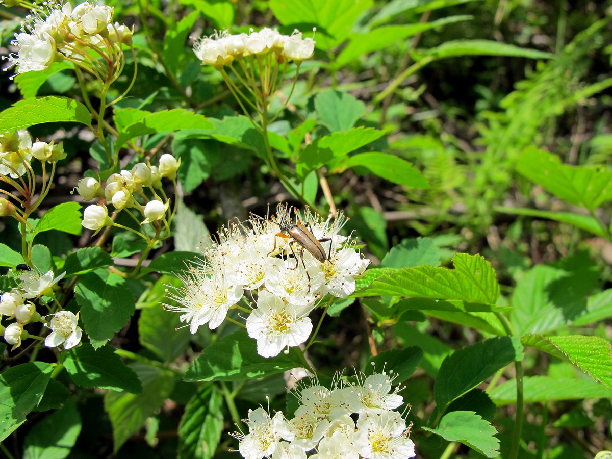 Изображение особи Spiraea chamaedryfolia.