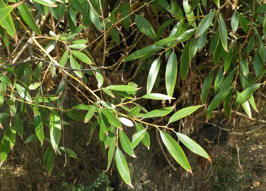 Image of Salix hexandra specimen.
