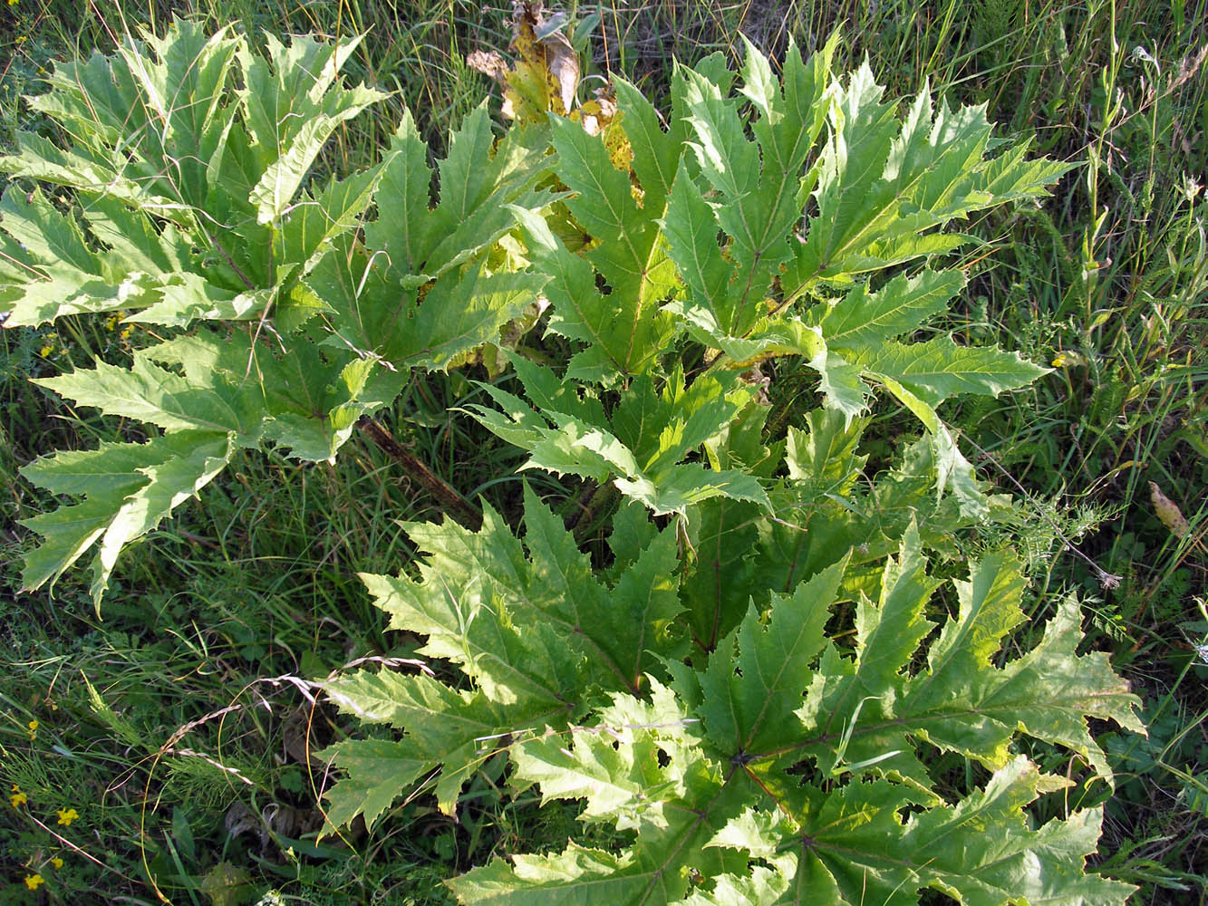 Изображение особи Heracleum mantegazzianum.
