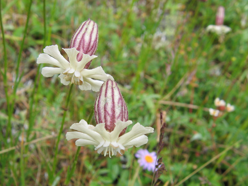 Изображение особи Silene lychnidea.