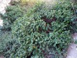 Hedera helix