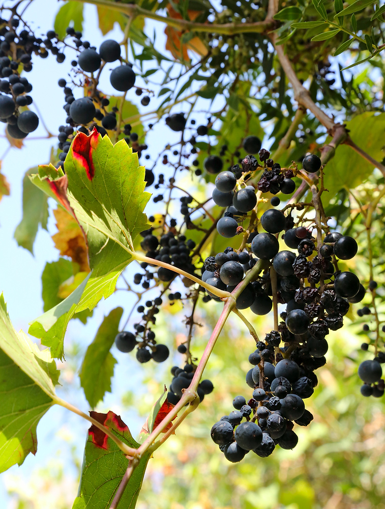 Image of Vitis gmelinii specimen.