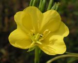 род Oenothera