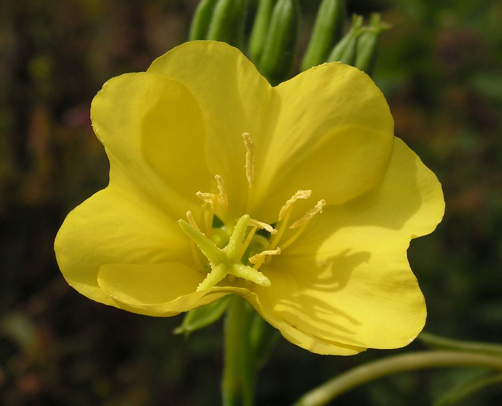 Изображение особи род Oenothera.