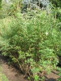 Vitex agnus-castus. Посадки вида. Венгрия, г. Будапешт, городской парк Варошлигет, территория замка Вайдахуняд. 01.09.2012.