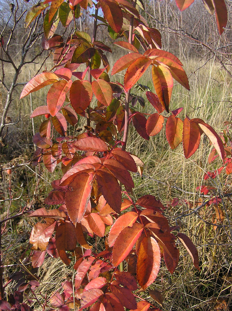 Image of genus Rosa specimen.