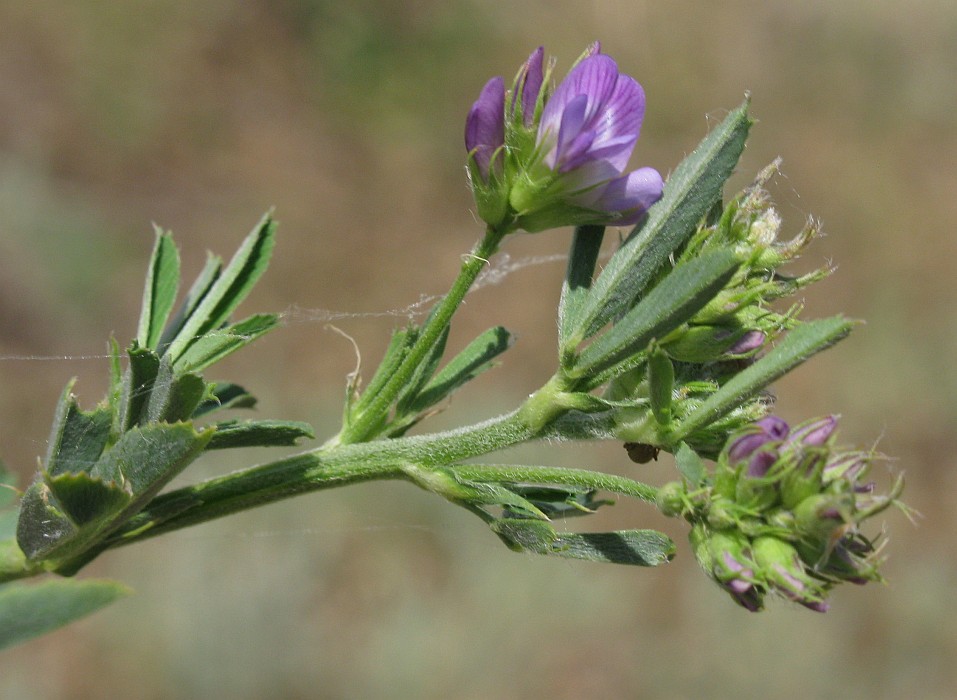 Изображение особи Trigonella procumbens.