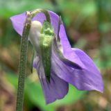 Viola ruppii. Цветок. Свердловская обл., окр. г. Североуральск, южная окраина Колонгинского водохранилища, опушка сосново-елового леса. 03.06.2012.