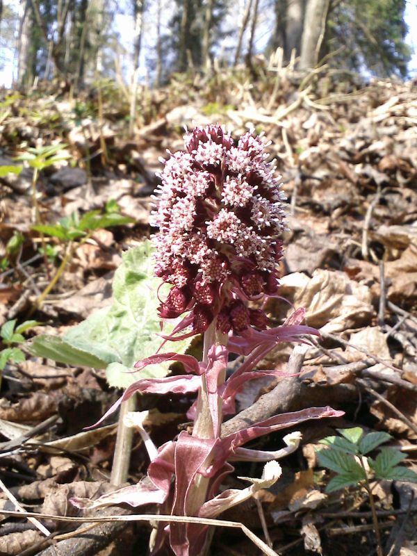 Image of Petasites hybridus specimen.