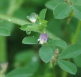 Kummerowia stipulacea. Верхушка побега с цветком. Хабаровский край, окр. села Галкино. 28.07.2012.